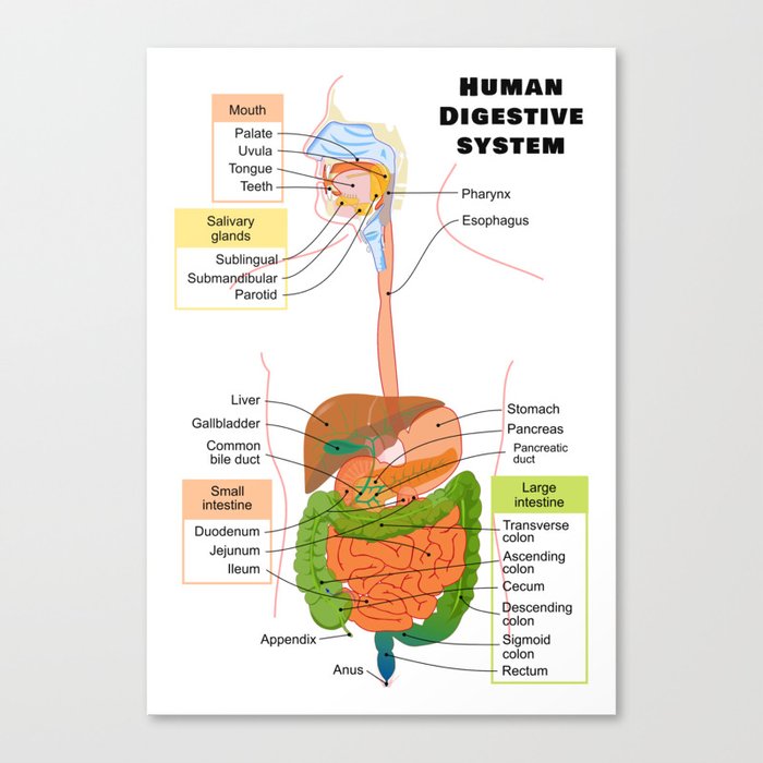 Diagram of the Human Digestive System Canvas Print