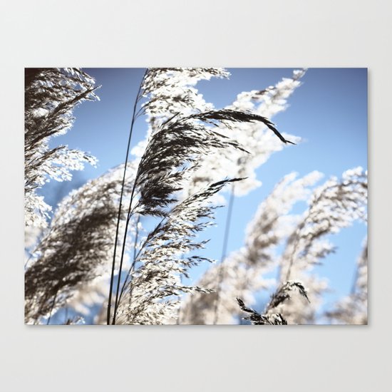 Herbs at noon Canvas Print