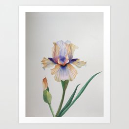 White Iris Botanical Watercolor Painting Pretty  Art Print