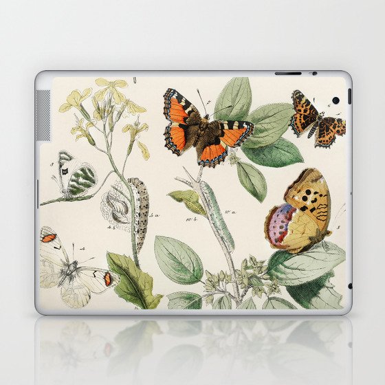 Illustrations from the book of European Butterflies and Moths by