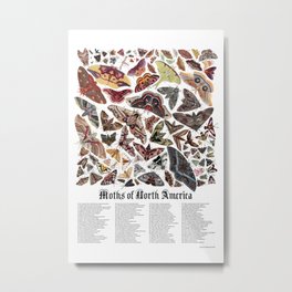 Moths of North America Metal Print