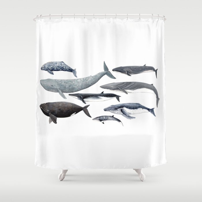 Whales and right whale Shower Curtain