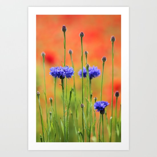 Sapphires and Rubies Art Print