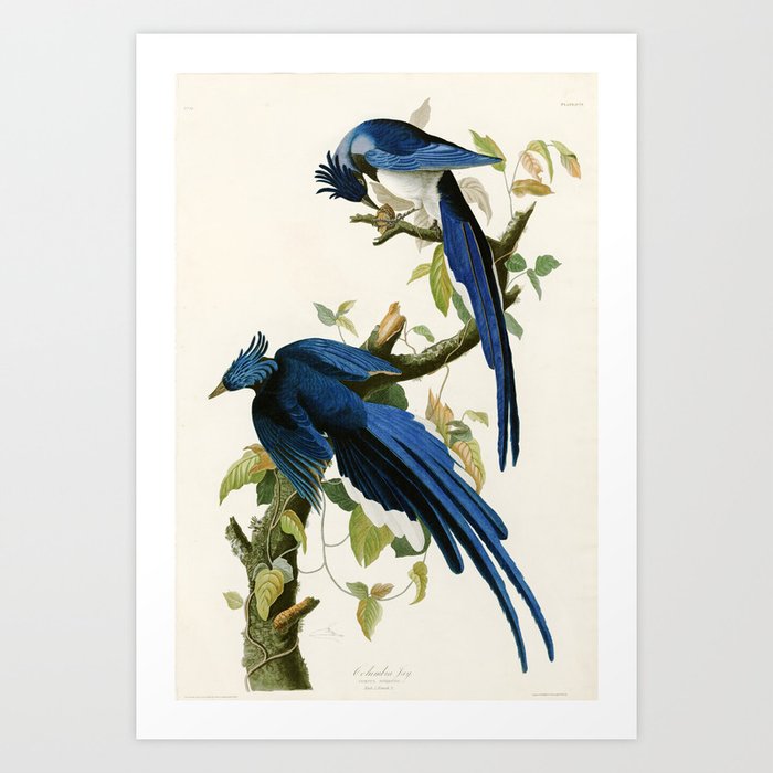 Columbia Jay - John James Audubon Birds of America Art Print