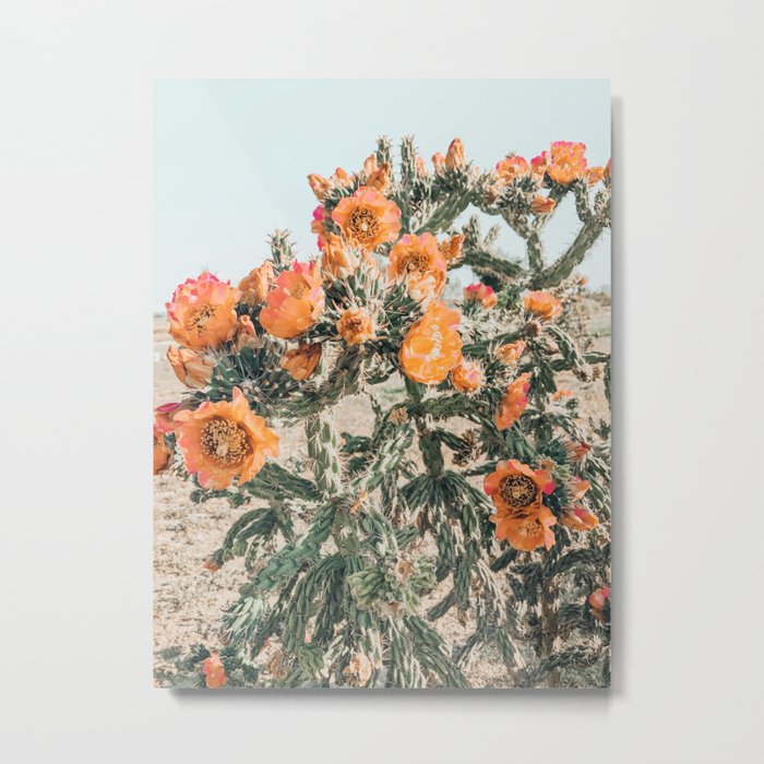 Cholla, Orange Flowering Cactus Metal Print