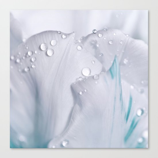 White tulip with water drops 27 Canvas Print