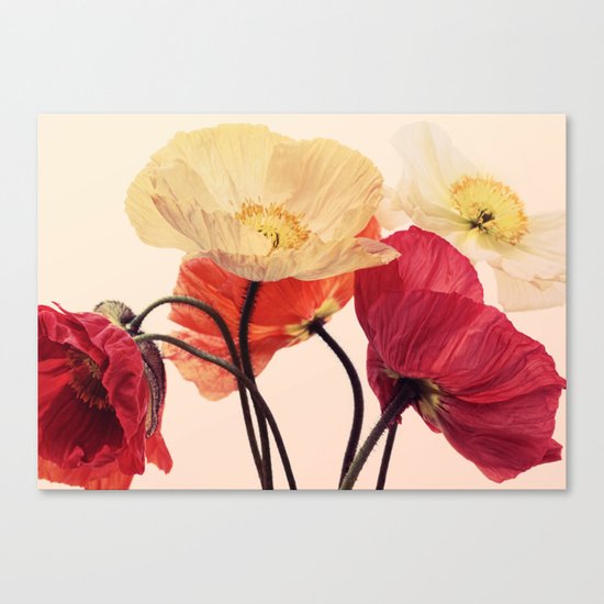 Posing Poppies - bright, vintage toned poppy still life Canvas Print
