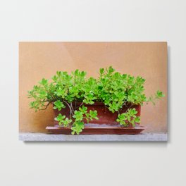 Stonecrop pot Metal Print | Terrasse, Background, Decoration, Green, Leaves, Ochre, Stonecrop, Photo, Pot, Cute 