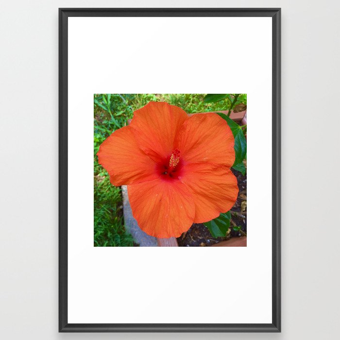 Orange Hibiscus Framed Art Print