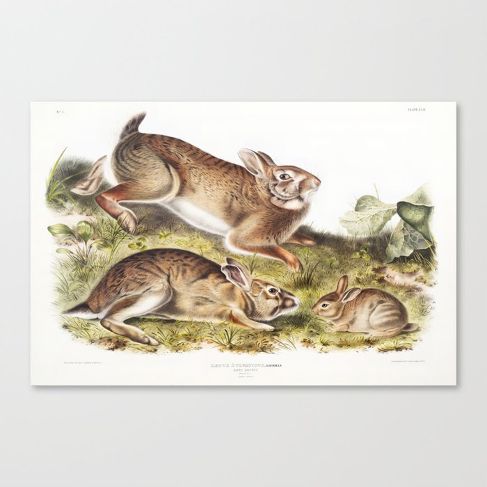 Grey Rabbit  of North America (1845) illustrated by john james audubon Canvas Print