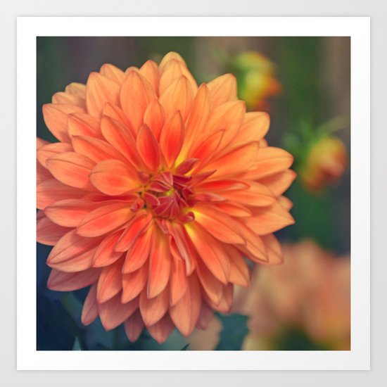 Golden orange dahlia Art Print