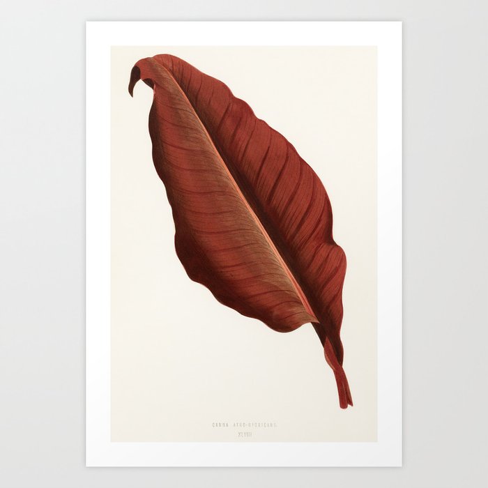 Vintage Red Canna Leaf Illustration Art Print