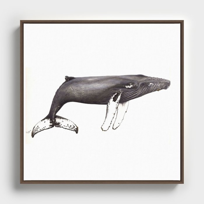 Humpback whale Megaptera Framed Canvas