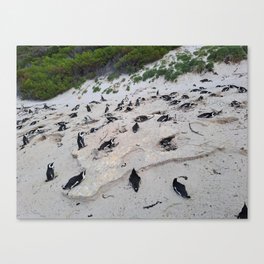 Penguins sleeping at boulders beach Canvas Print