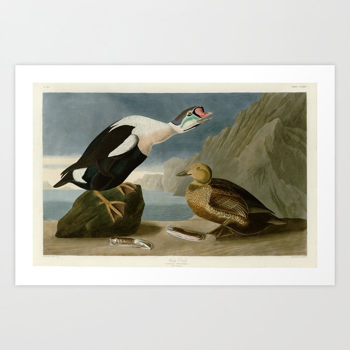 King Duck - John James Audubon Birds of America Art Print