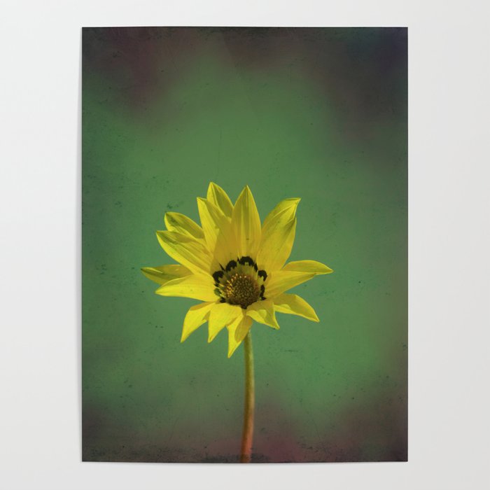 The yellow flower of my old friend Poster
