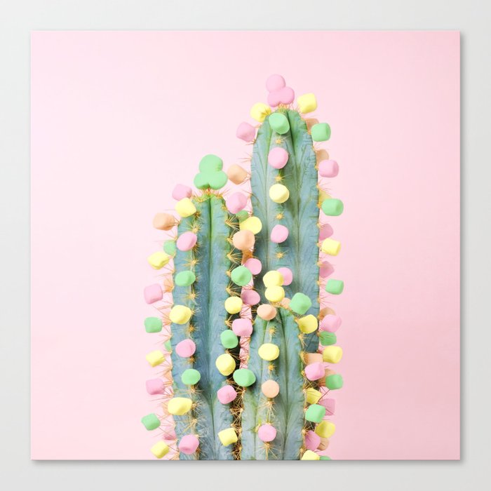 Marshmallow Cactus in Bloom Canvas Print