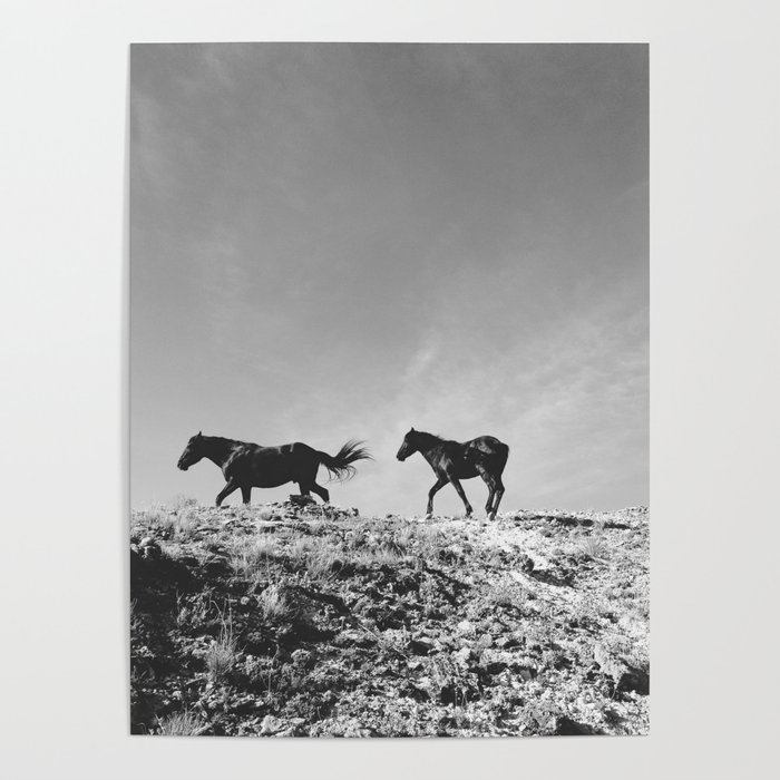 Pryor Mountain Wild Mustangs Poster