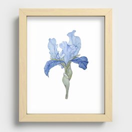Blue Bearded Iris Recessed Framed Print
