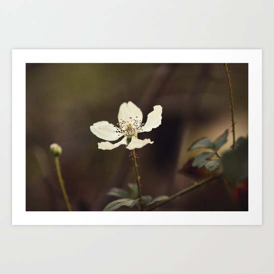 From the Ashes Art Print