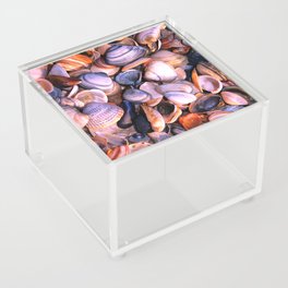 seashell shells Acrylic Box