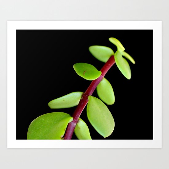 Tropical Plant Art Print