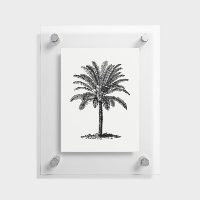 Vintage European Style Palm Tree Engraving Floating Acrylic Print