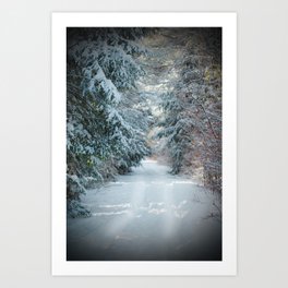 Trail by Evergreens in Winter Art Print