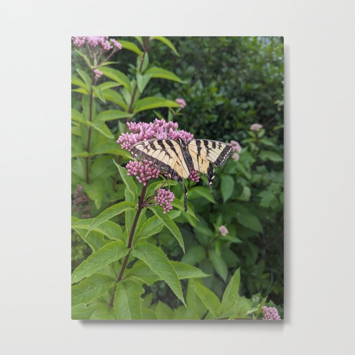 Eastern Tiger Swallowtail Metal Print