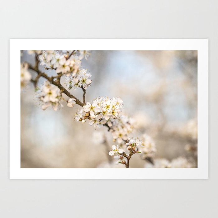 A branch full of blossom with white colors Art Print