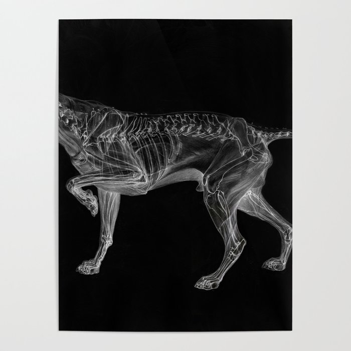 Dog Skeleton Poster