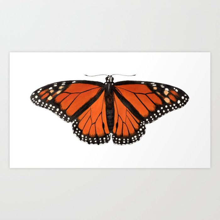 Monarch (Danaus plexippus) Art Print