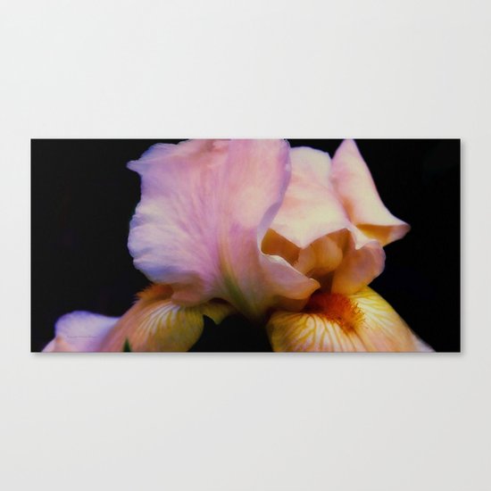 Iris Canvas Print