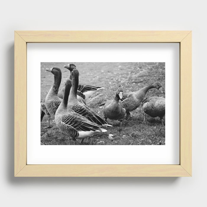 Flock of greylag geese in black and white | Waterfowls in monochrome Recessed Framed Print