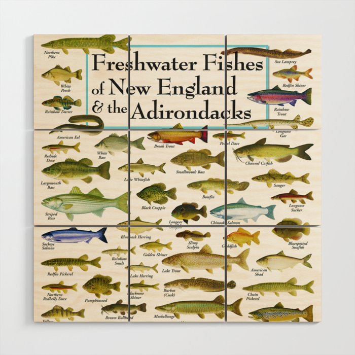 Illustrated New England and  Adirondacks Game Fish Identification Chart Wood Wall Art