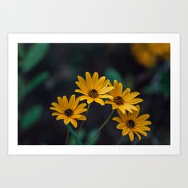 Yellow Forest Flowers. Art Print