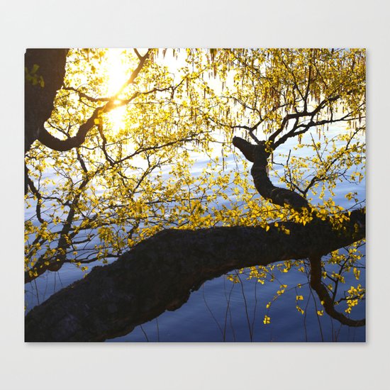 Spring Is In The Air Canvas Print