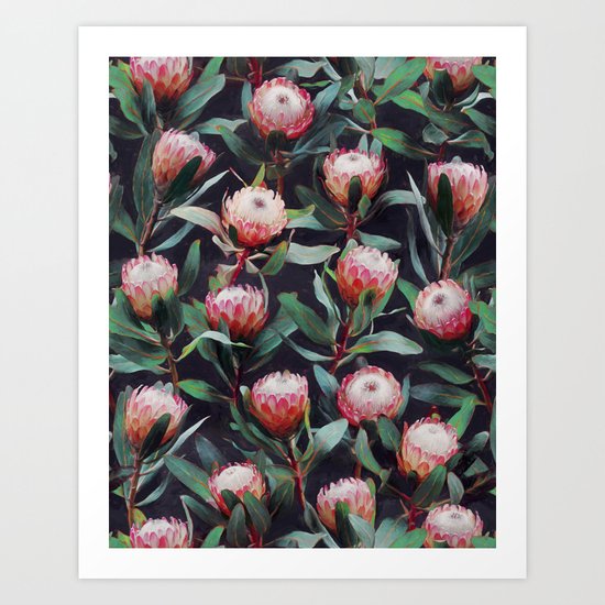 Evening Proteas - Pink on Charcoal Art Print