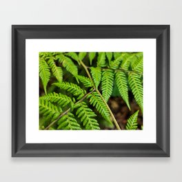 Tree Ferns Framed Art Print