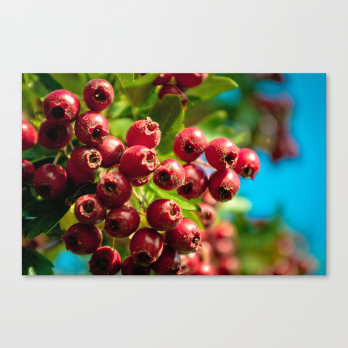Red Summer Canvas Print