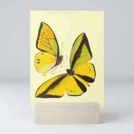 Lepidoptera Butterfly Pattern WFK Cottagecore Lithograph Print Mini Art Print