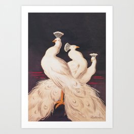 White Peacocks Vintage Animal Illustration Art Print
