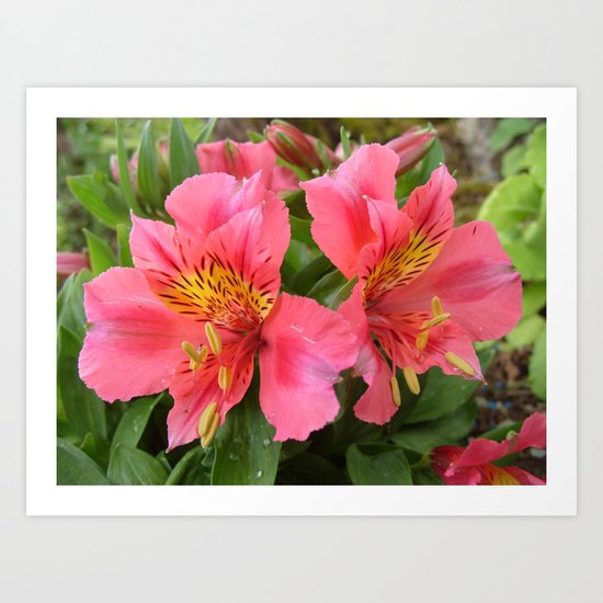 Pretty in Pink Art Print