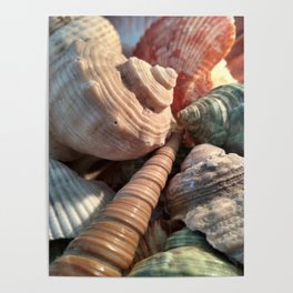 Sea Shells Poster