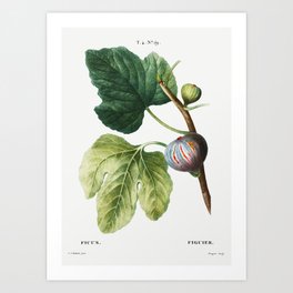 Figs (Ficus)  by Pierre-Joseph Redouté Art Print | Beautiful, Greenery, Tree, Garden, Fig, Gardening, Botanical, Decorative, Leaves, Ficus 