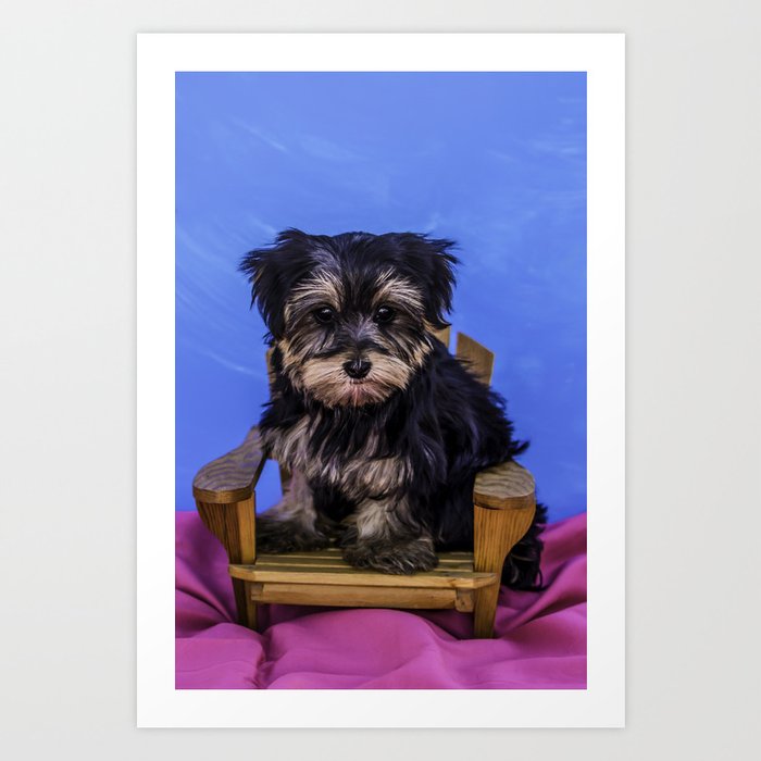 Yorkshire Terrier Puppy Sitting In A Mini Wood Patio Chair On A Pink