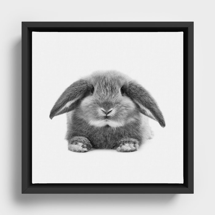 Bunny rabbit sitting Framed Canvas