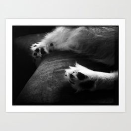 Toe Beans - American Eskimo Dog Art Print