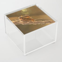 Love is in the air Acrylic Box