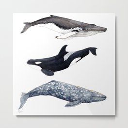 Orca, humpback and grey whales Metal Print